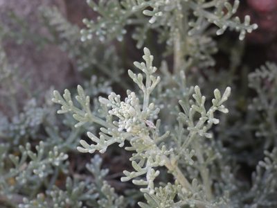Artemisia caerulescens, photographed by Yves Bas