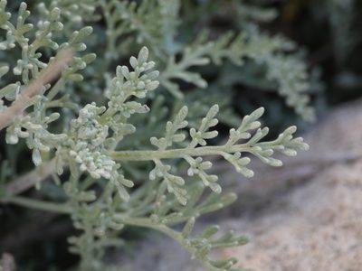 Artemisia caerulescens, photographed by Yves Bas