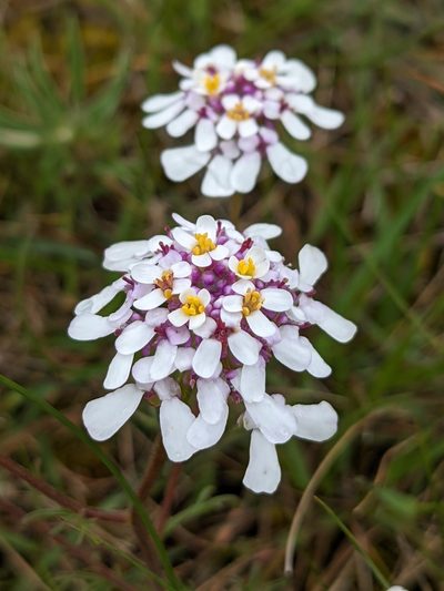 Iberis pinnata, photographed by Denis Bastianelli