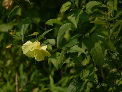 Azanza lampas, photographed by Dinesh Valke