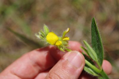 Crotalaria sagittalis, photographed by Eric Knight