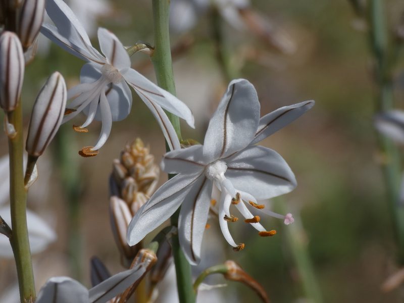 Asphodelus ayardii, photographed by Yves Bas