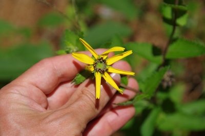Berlandiera pumila, photographed by Eric Knight