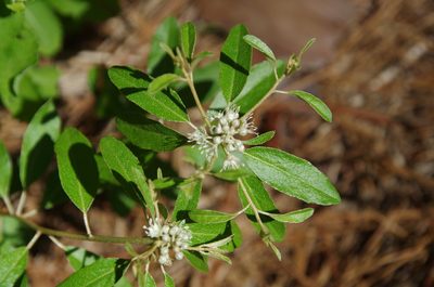 Croton argyranthemus, photographed by Eric Knight