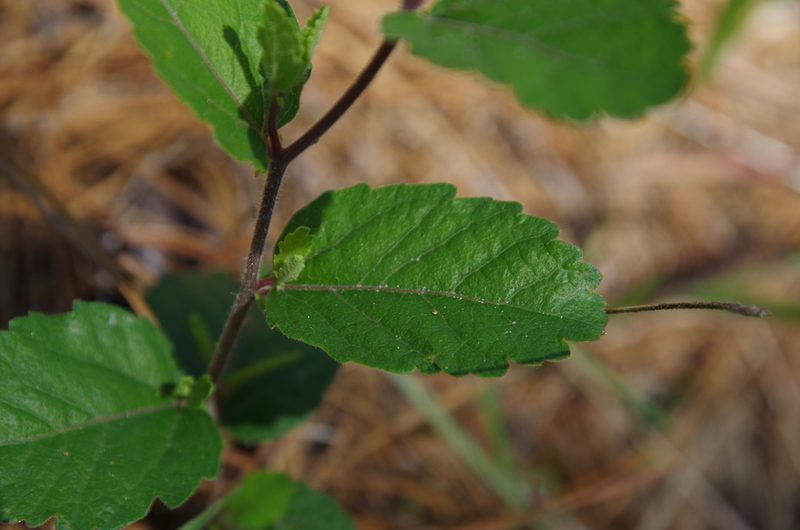Tragia smallii, photographed by Eric Knight