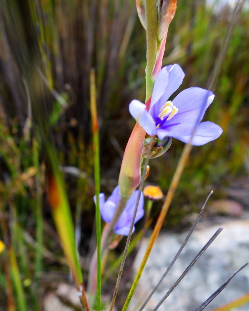 Aristea racemosa, photographed by Di Turner