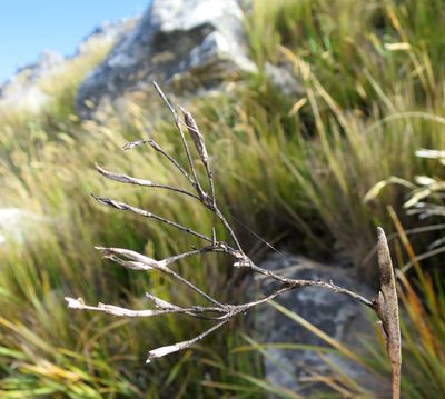 Bobartia paniculata, photographed by Di Turner