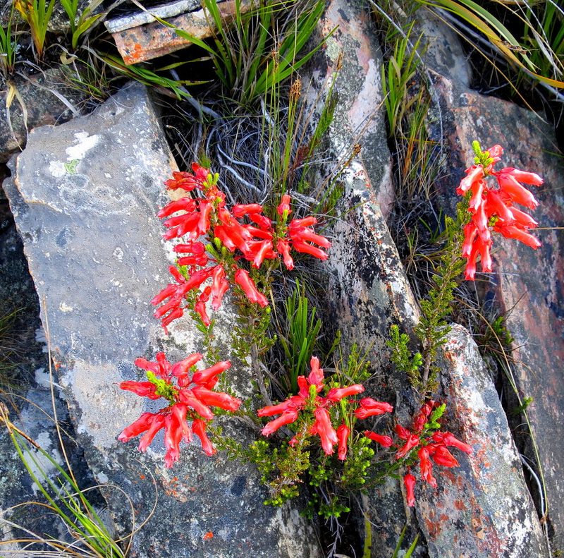 Erica inordinata, photographed by Di Turner