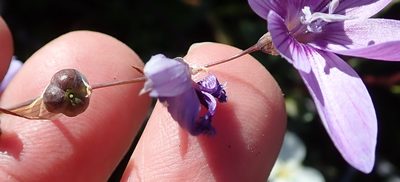 Geissorhiza heterostyla, photographed by Peter Warren