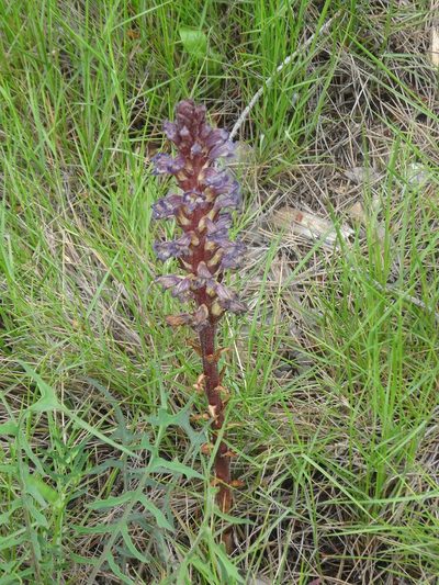 Orobanche grenieri, photographed by Ben Costamagna