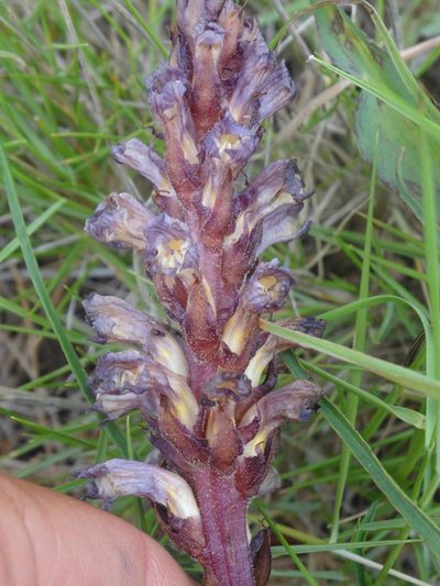 Orobanche grenieri, photographed by Ben Costamagna
