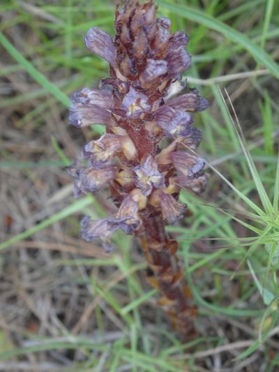 Orobanche grenieri, photographed by Ben Costamagna