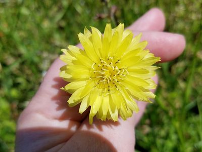 Pyrrhopappus carolinianus, photographed by Leila Dasher