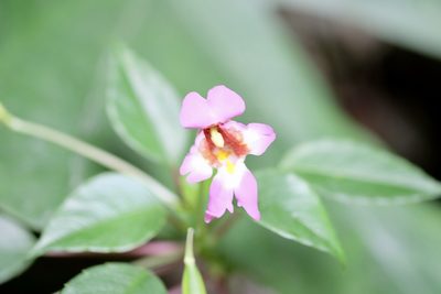 Impatiens bonii, photographed by Shawn O'Donnell