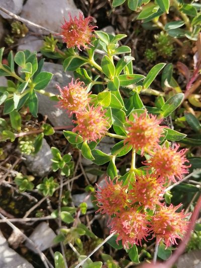 Euphorbia fragifera, photographed by Ljaž