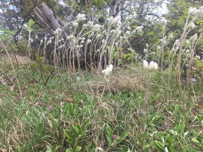 Antennaria neglecta, photographed by Sean Grasing