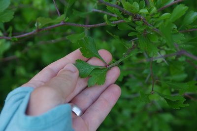 Crataegus spathulata, photographed by Eric Knight