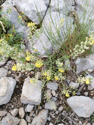 Alyssum austrodalmaticum, photographed by Ljaž
