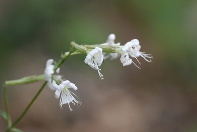 Silene italica, photographed by Julien Renoult
