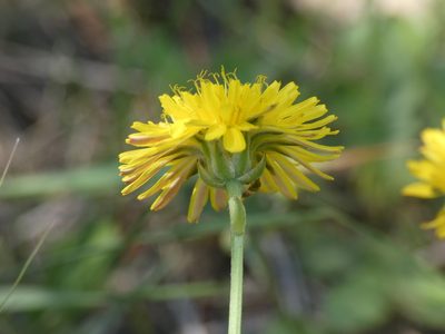 Crepis bursifolia, photographed by Yves Bas