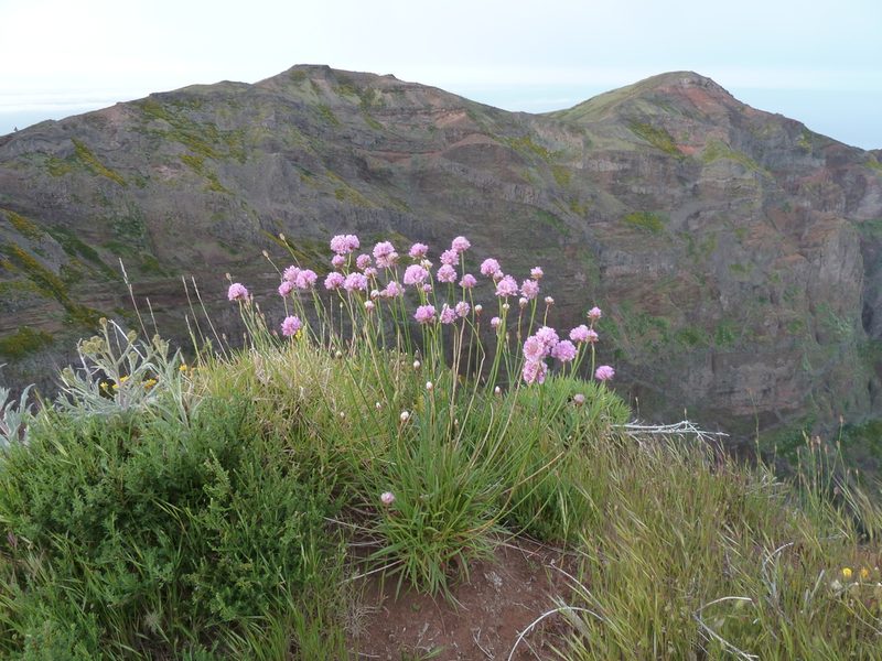 Armeria maderensis, photographed by aroche