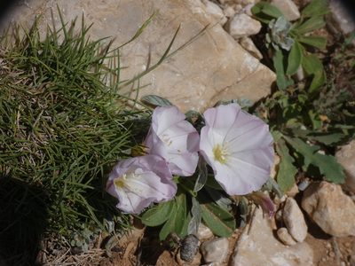 Convolvulus lineatus, photographed by Yves Bas