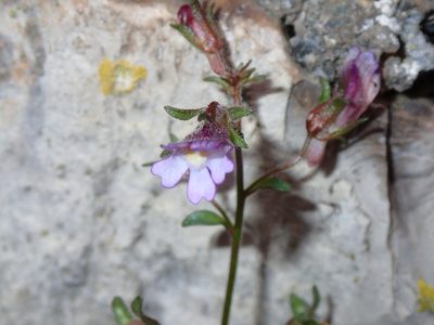 Chaenorhinum origanifolium, photographed by Julien Renoult