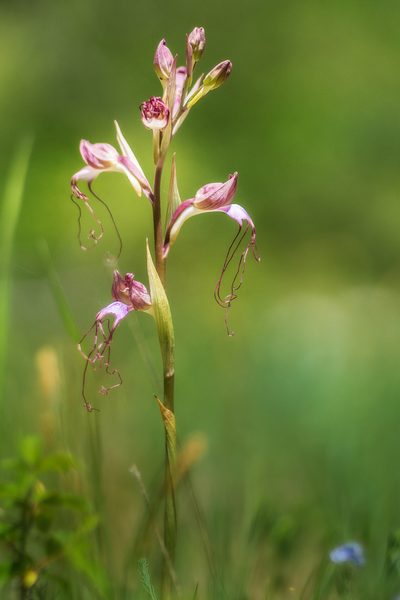 Himantoglossum comperianum, photographed by Sergey Cherkasov