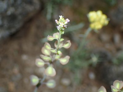 Aethionema saxatile