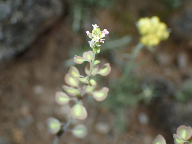 Aethionema saxatile, photographed by Julien Renoult