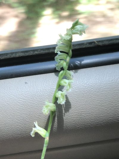 Spiranthes sylvatica, photographed by John Kees
