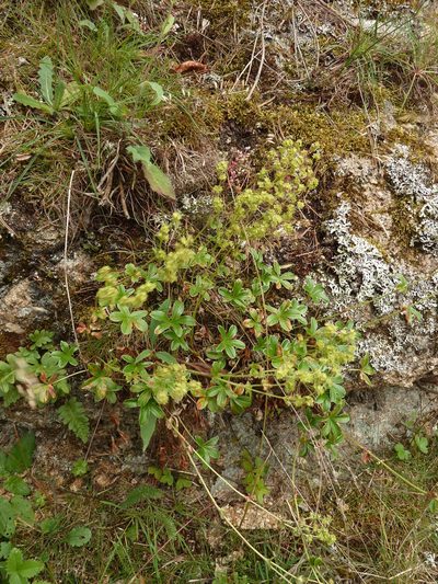 Alchemilla saxatilis, photographed by aroche