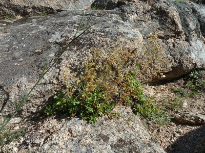 Alchemilla saxatilis, photographed by aroche