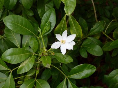 Choisya ternata, photographed by Julien Renoult