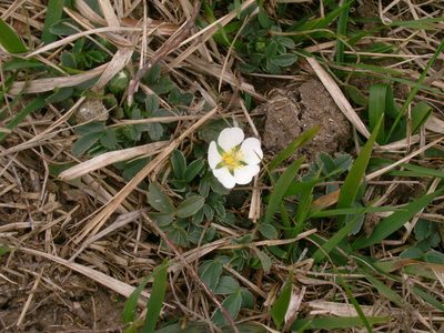 Potentilla montana, photographed by aroche