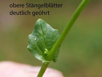 Cochlearia pyrenaica, photographed by Wolfgang Jauch