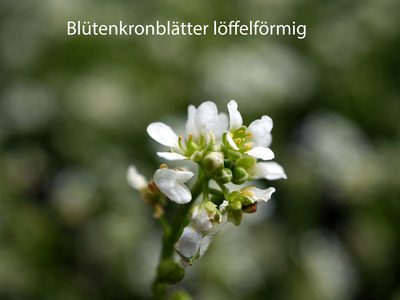 Cochlearia pyrenaica, photographed by Wolfgang Jauch