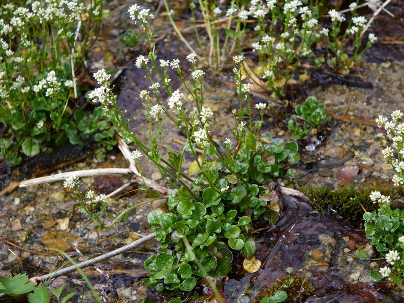 Cochlearia pyrenaica, photographed by Wolfgang Jauch