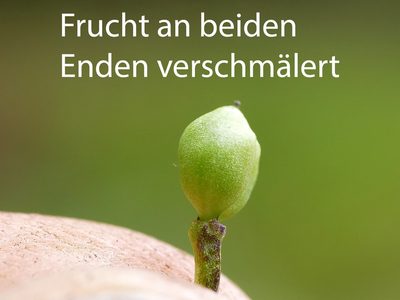 Cochlearia pyrenaica, photographed by Wolfgang Jauch