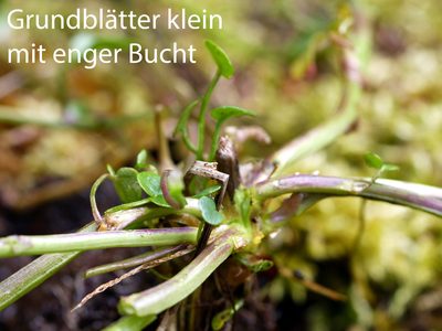 Cochlearia pyrenaica, photographed by Wolfgang Jauch