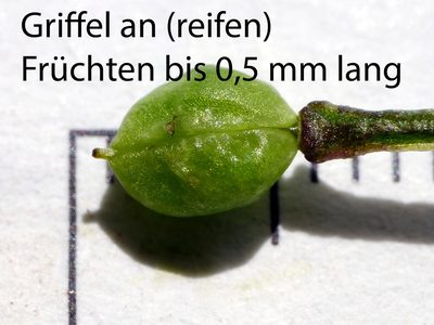 Cochlearia pyrenaica, photographed by Wolfgang Jauch
