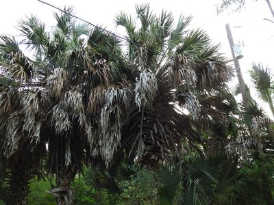 Sabal mexicana, photographed by Sam Kieschnick