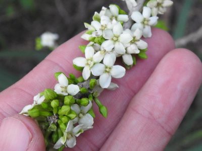 Randia obcordata, photographed by Sam Kieschnick
