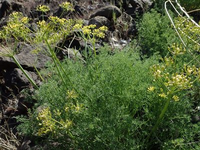 Lomatium papilioniferum, photographed by Nolan Exe