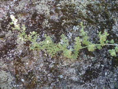 Galium maritimum, photographed by aroche
