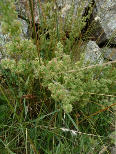 Galium maritimum, photographed by aroche