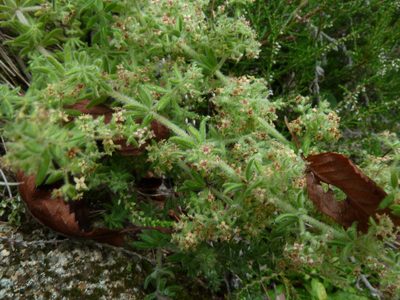Galium maritimum, photographed by aroche