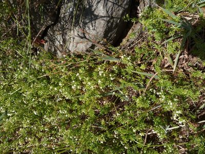 Galium productum, photographed by aroche