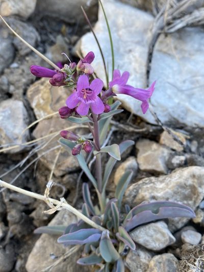 Penstemon confusus, photographed by Matt Berger