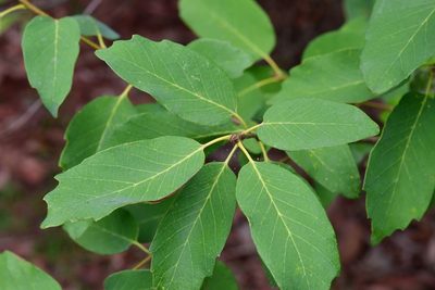 Quercus polymorpha, photographed by Neptalí Ramírez Marcial
